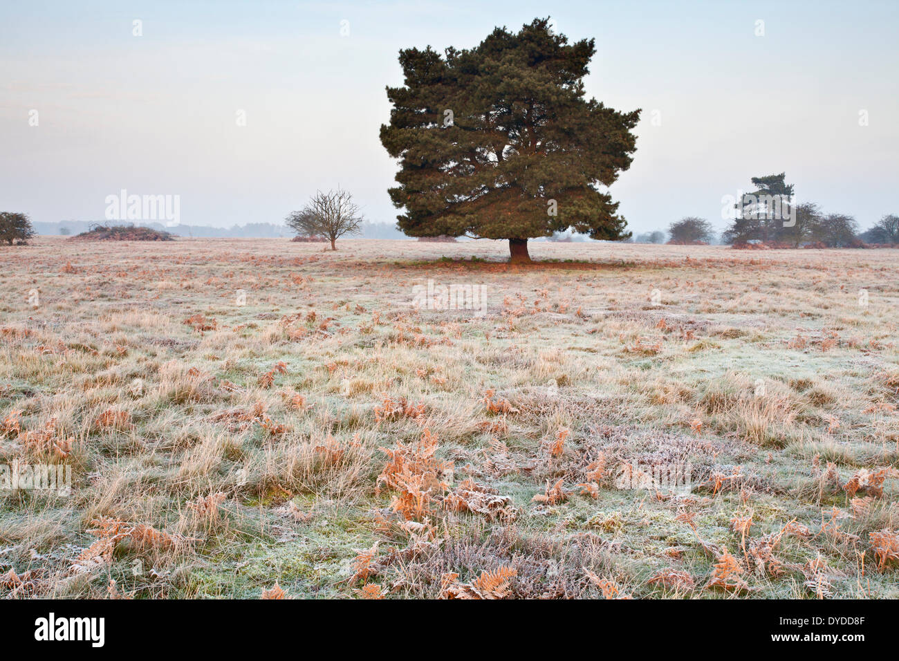 Sunrise over Brettenham Heath on a cold frosty morning on the edge of Thetford Forest. Stock Photo