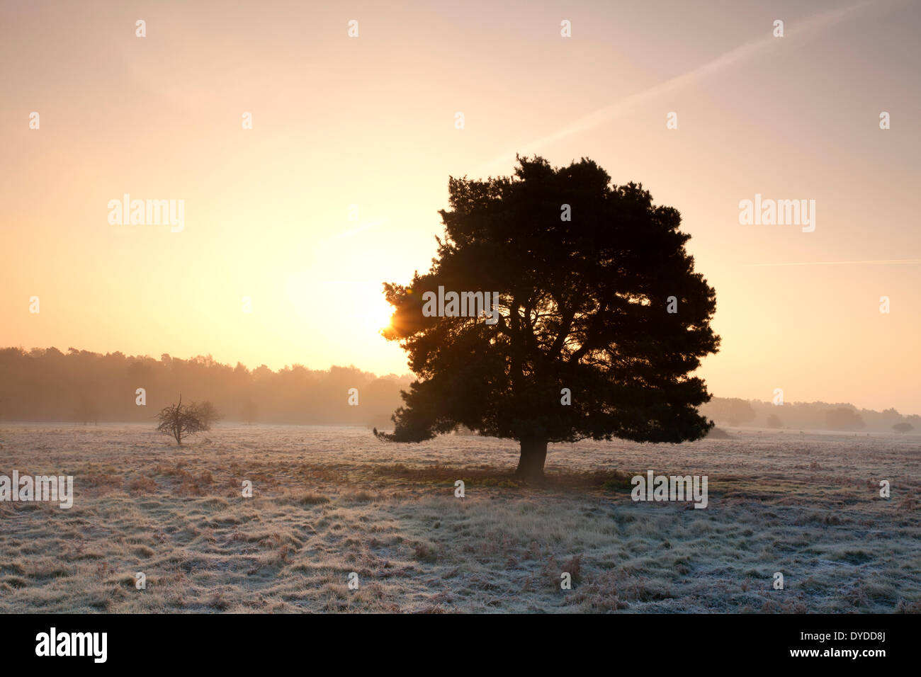 Sunrise over Brettenham Heath on a cold frosty morning on the edge of Thetford Forest. Stock Photo