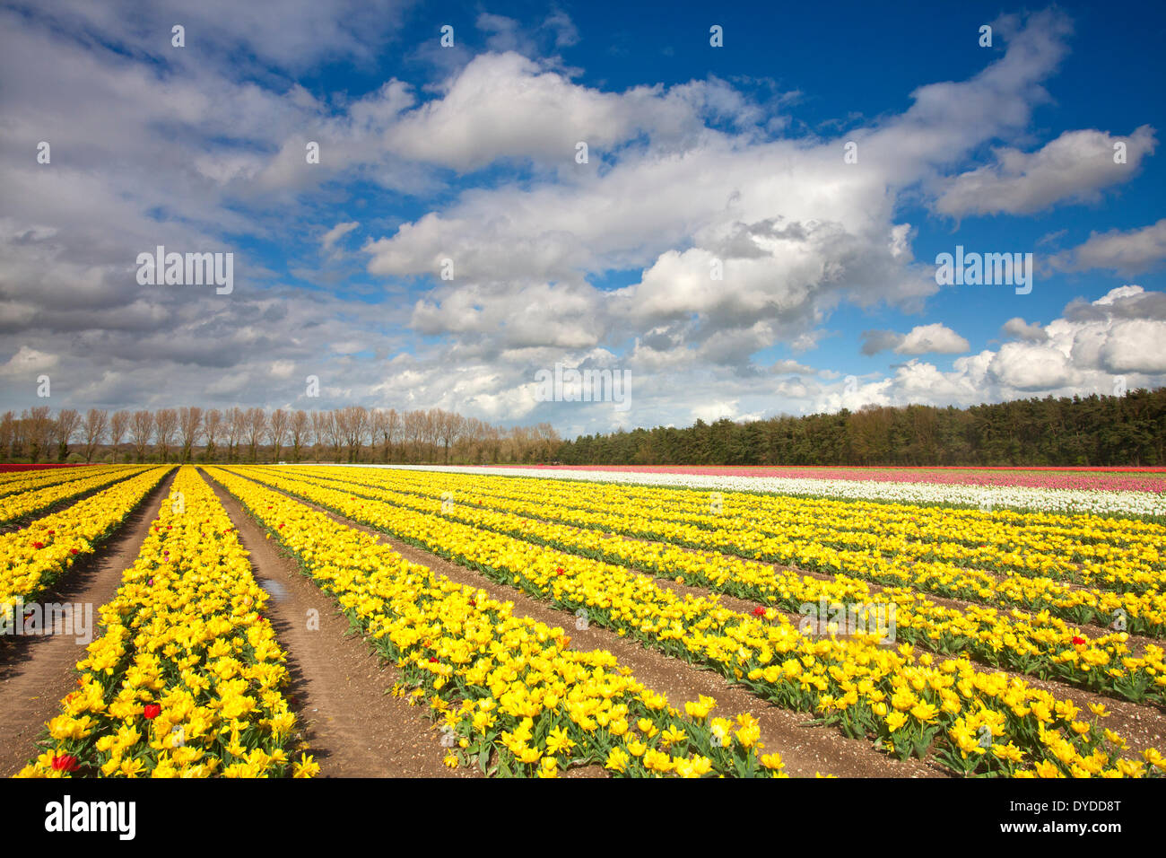 Tulip fields at Narborough near Swaffham in the Norfolk countryside. Stock Photo