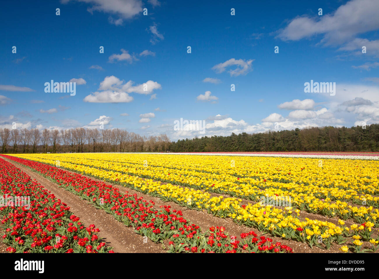 Tulip fields at Narborough near Swaffham in the Norfolk countryside. Stock Photo