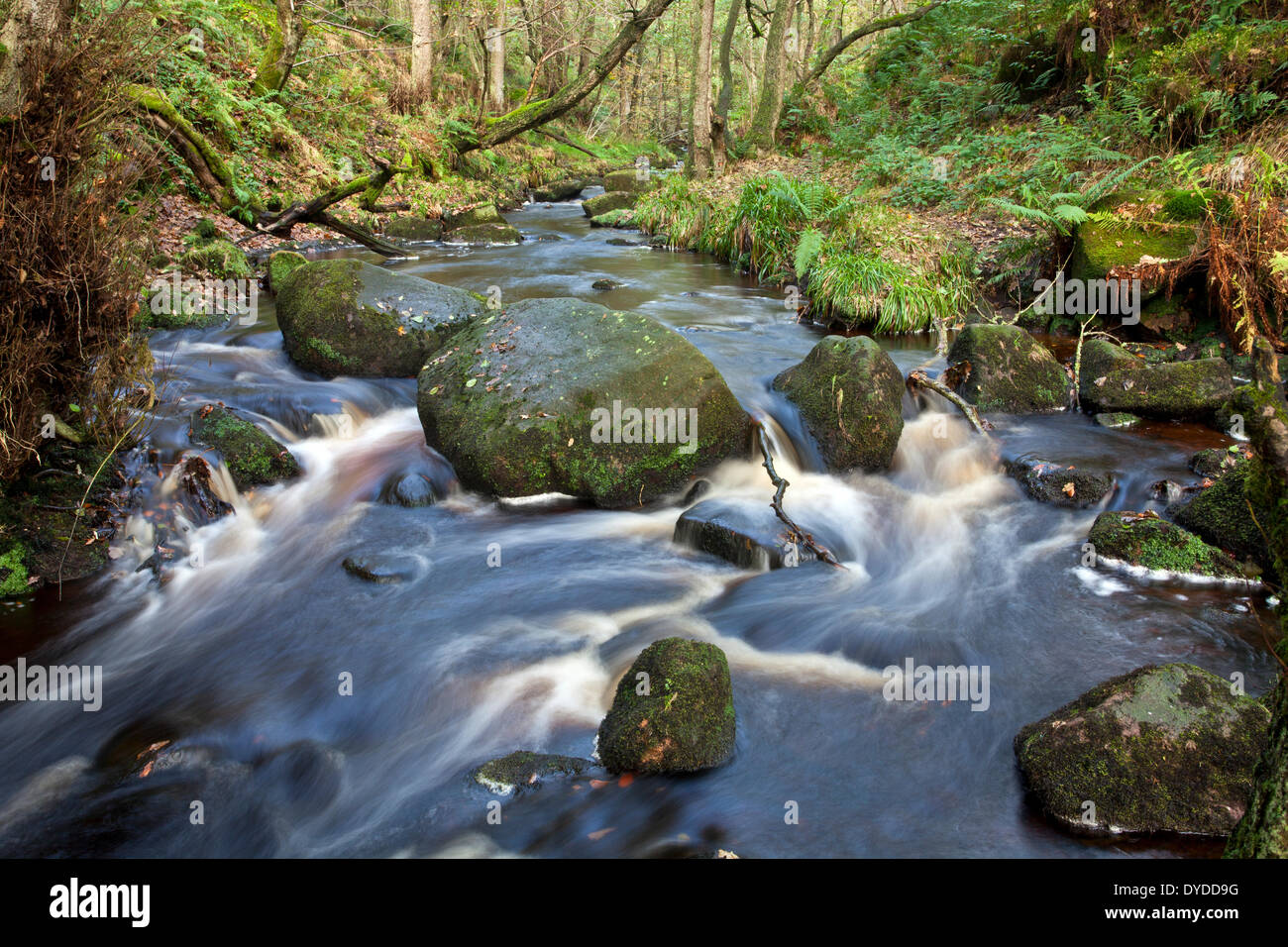 Water rushes down Padley Gorge. Stock Photo