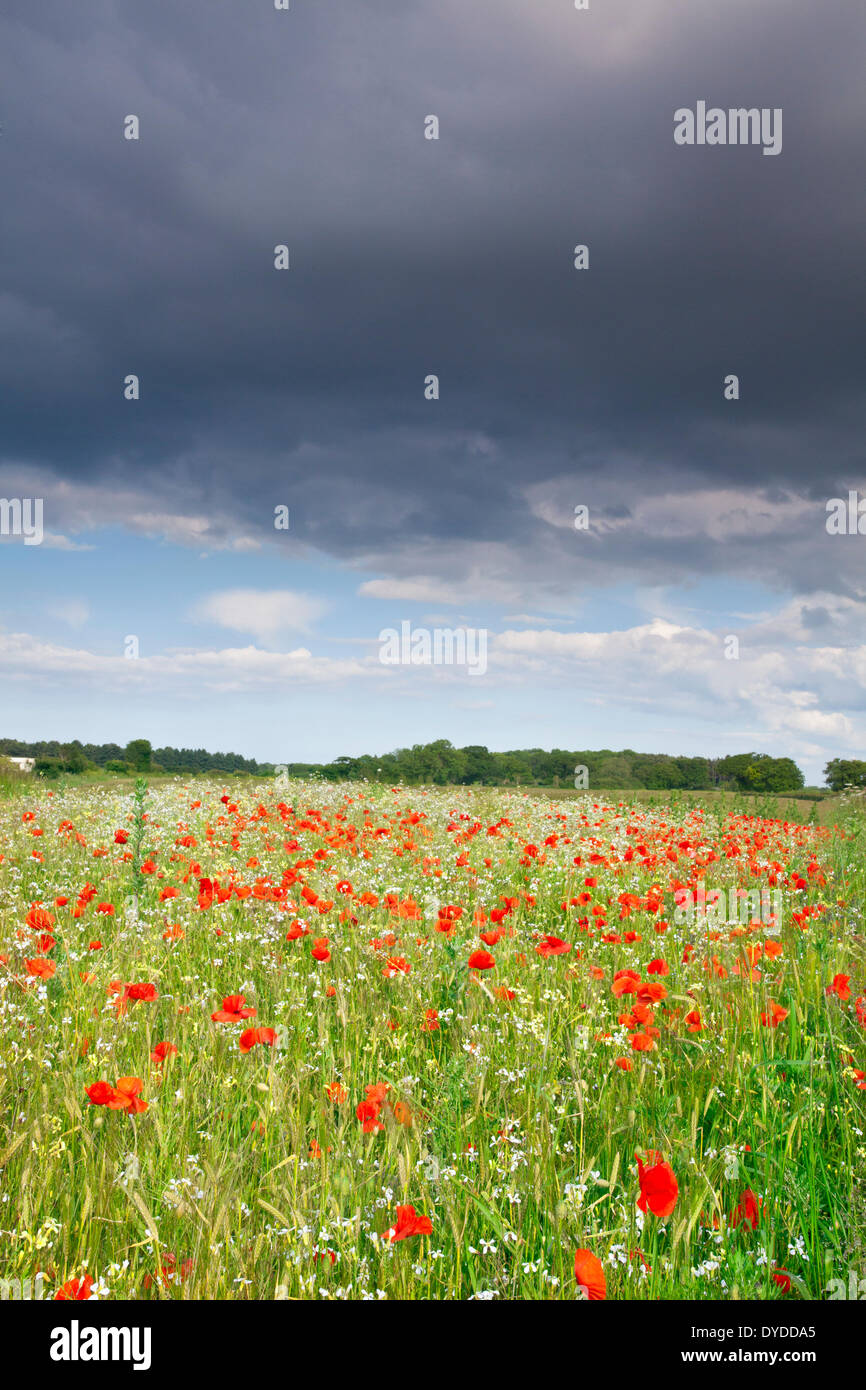 A summer poppy field beneath a stormy sky in the Norfolk countryside. Stock Photo