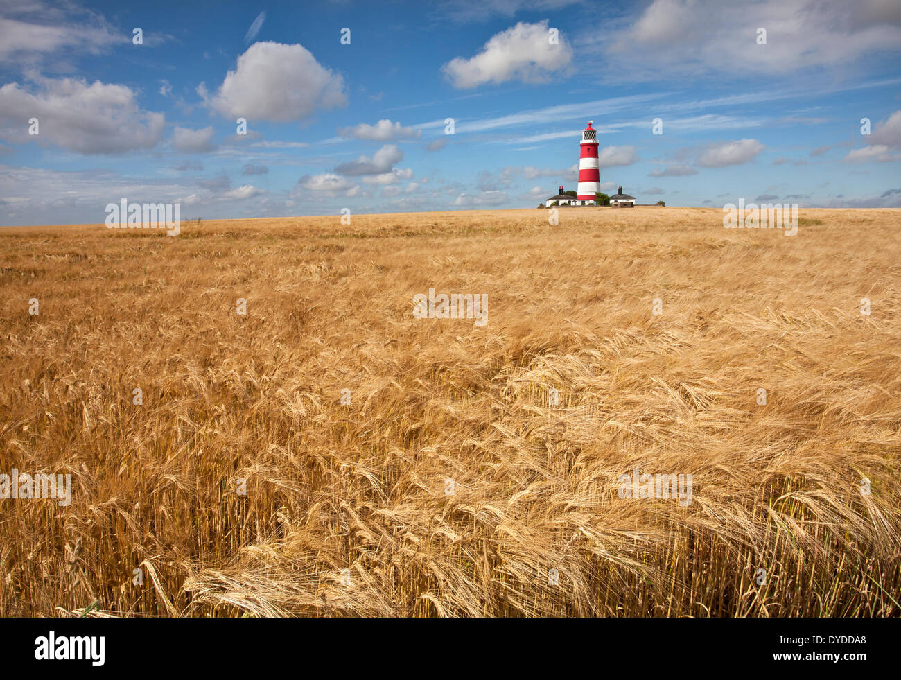 Happisburgh Lighthouse surrounded by barley. Stock Photo