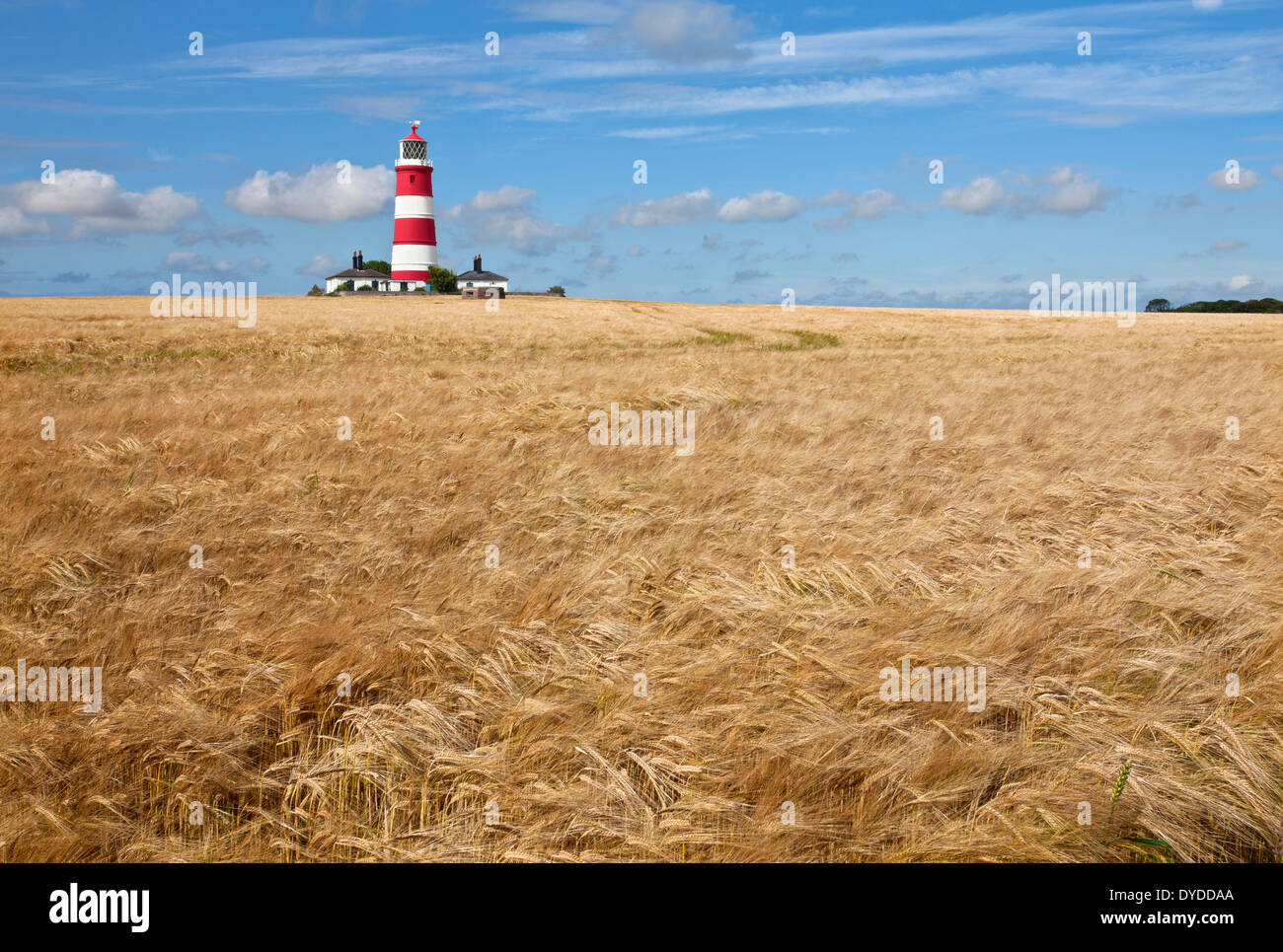 Happisburgh Lighthouse surrounded by barley. Stock Photo