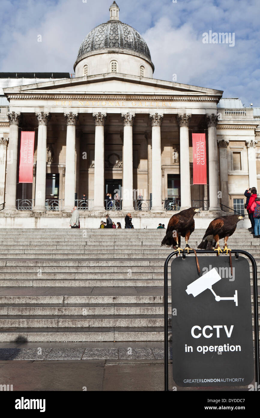 A pair of Harris hawks perch on a CCTV noticeboard outside the National Gallery. Stock Photo