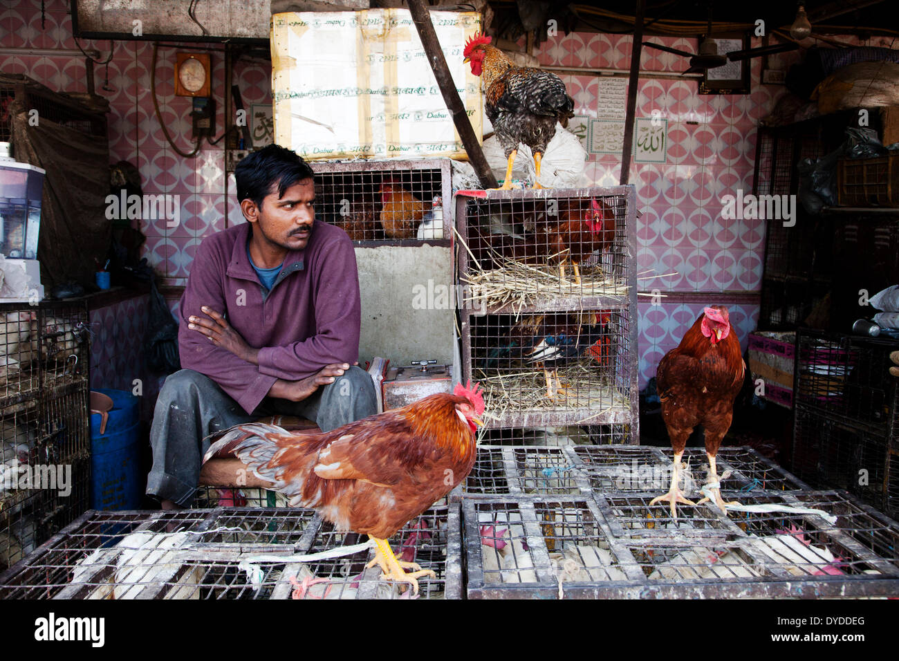 A chicken seller in the Muslim area of the Old Delhi. Stock Photo