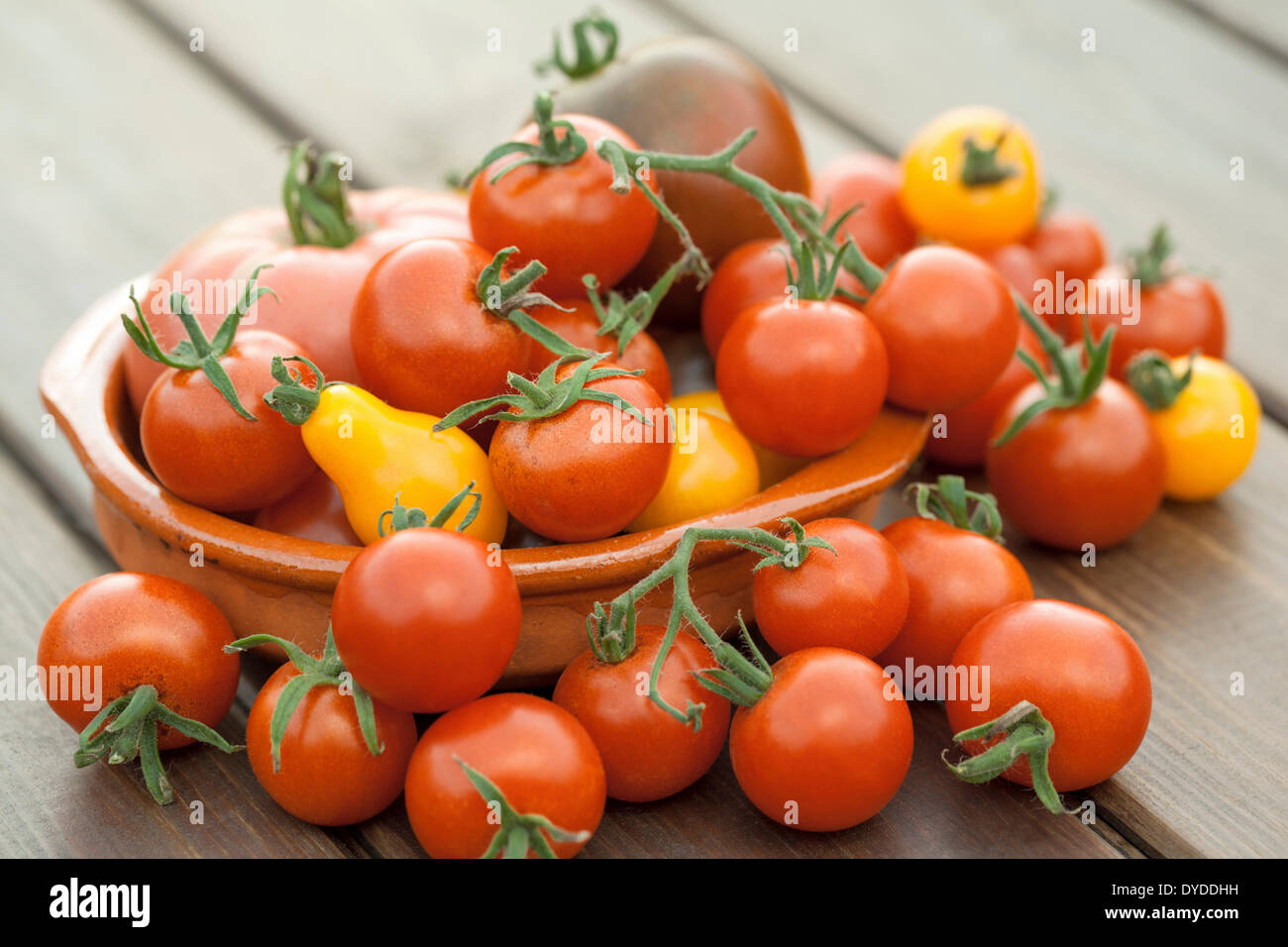 Fresh tomatoes grown in a cottage garden. Stock Photo