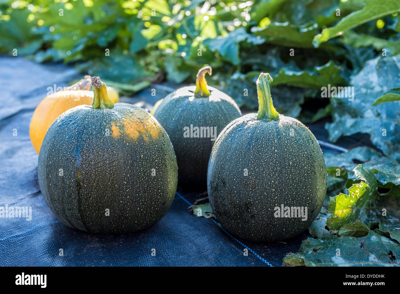 Green and yellow summer squashes in a cottage garden. Stock Photo