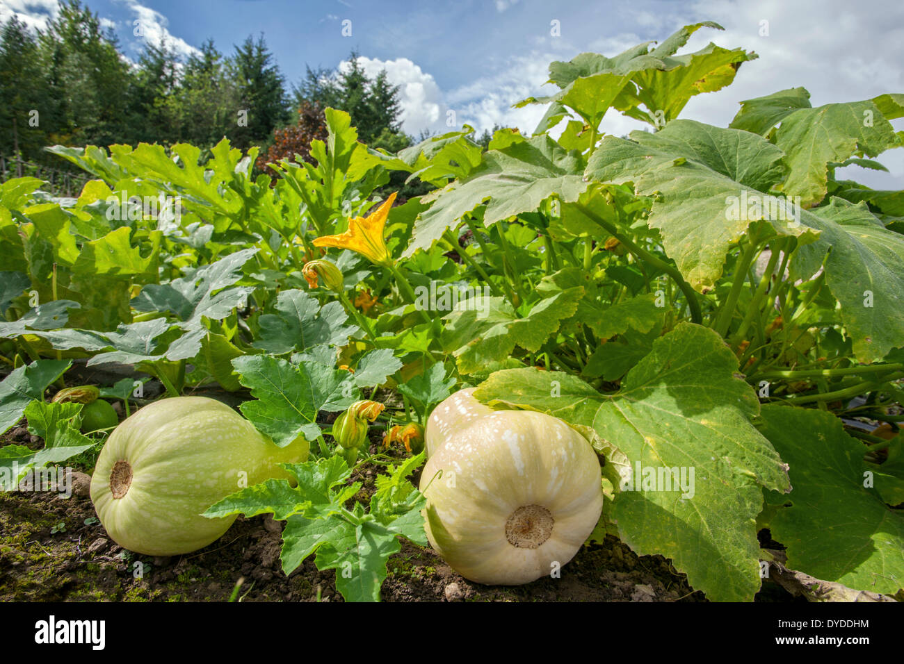 Butternut squashes growing in a cottage garden. Stock Photo