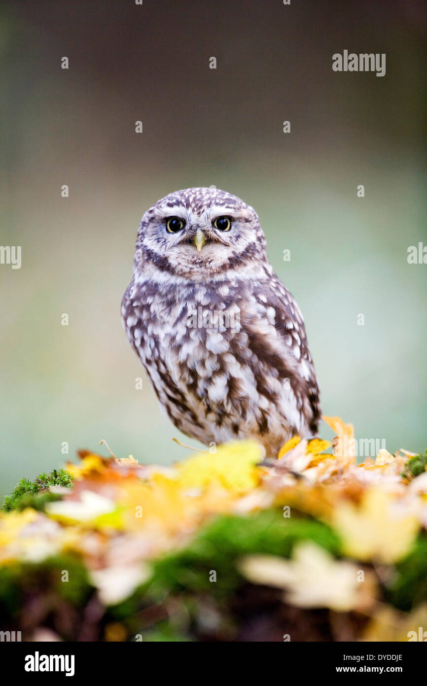 A Little Owl. Stock Photo