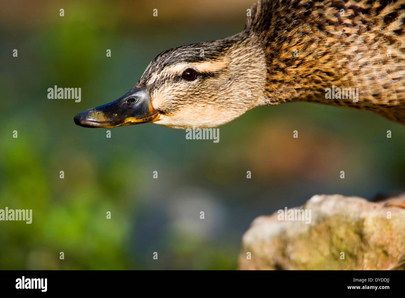 A Mallard duck on a riverbank. Stock Photo