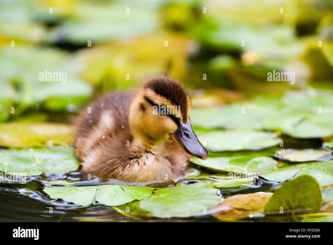 A Mallard duckling swimming among lily pads. Stock Photo