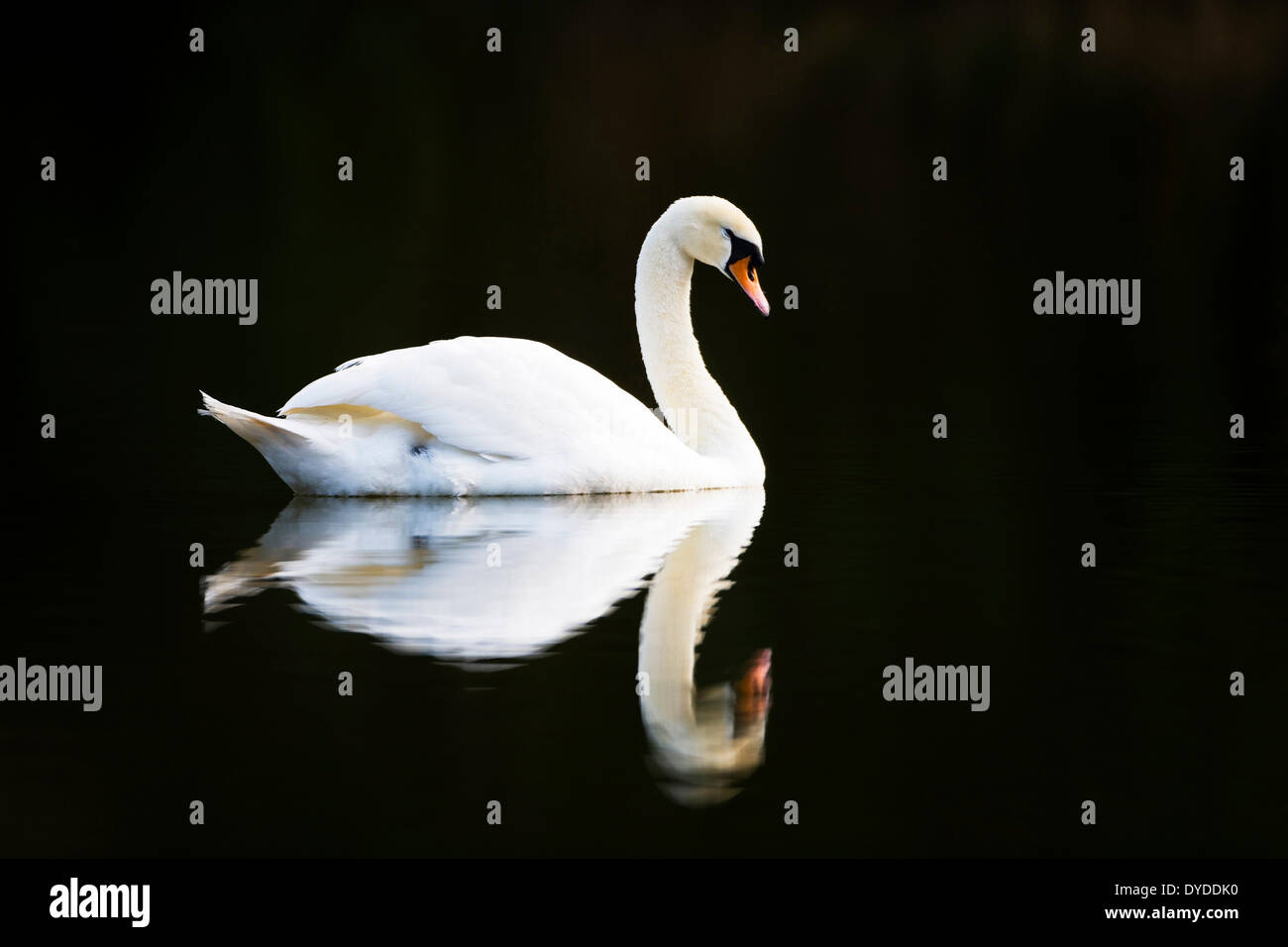 A Mute Swan swimming on the water. Stock Photo