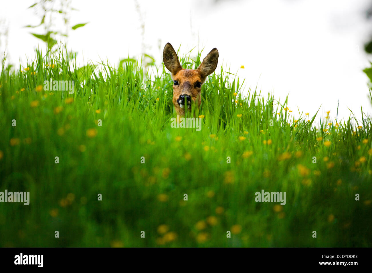 A Roe Deer hiding in the grass. Stock Photo