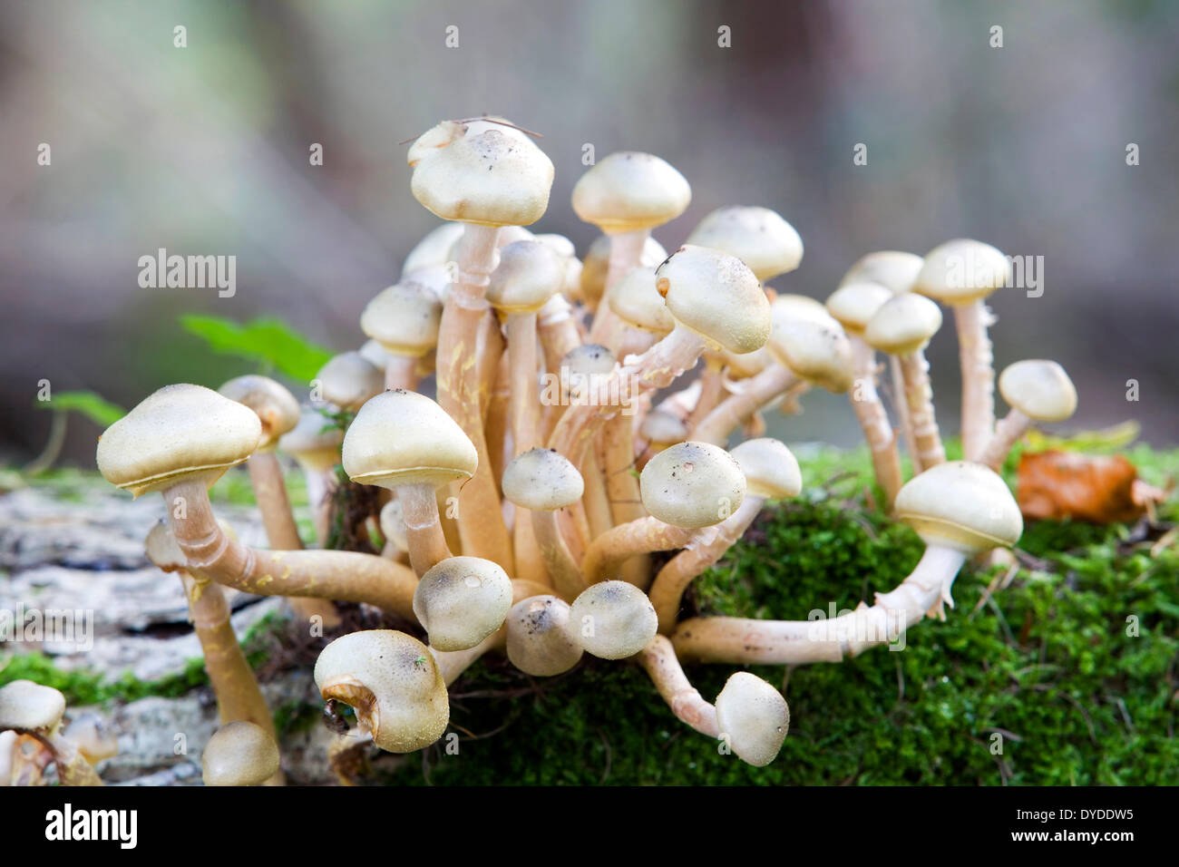 Honey fungus on a decayed fallen log. Stock Photo