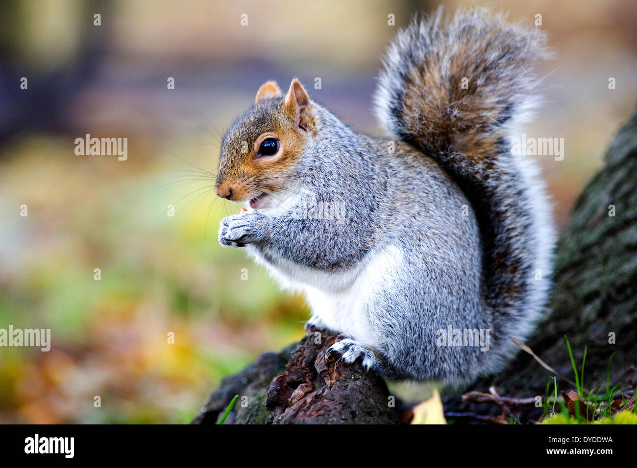 A grey squirrel. Stock Photo