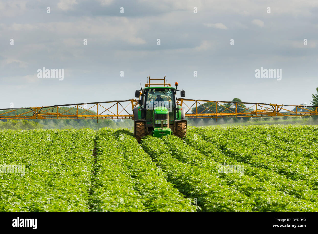 Mechanised spraying of commercial potato crop against blight Stock