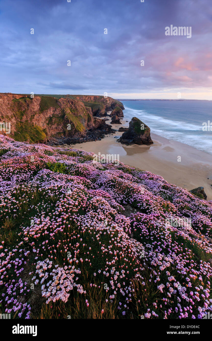 Sunset from the cliff top at Bedruthan Steps in Cornwall with thrift in the foreground. Stock Photo
