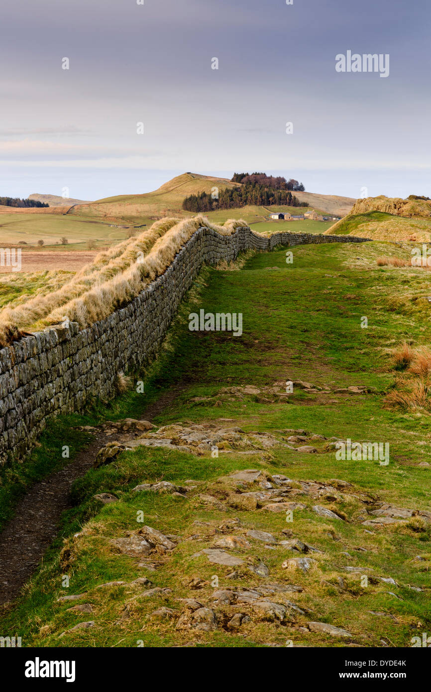 A view along Hadrians Wall near Housesteads Crag in evening light. Stock Photo