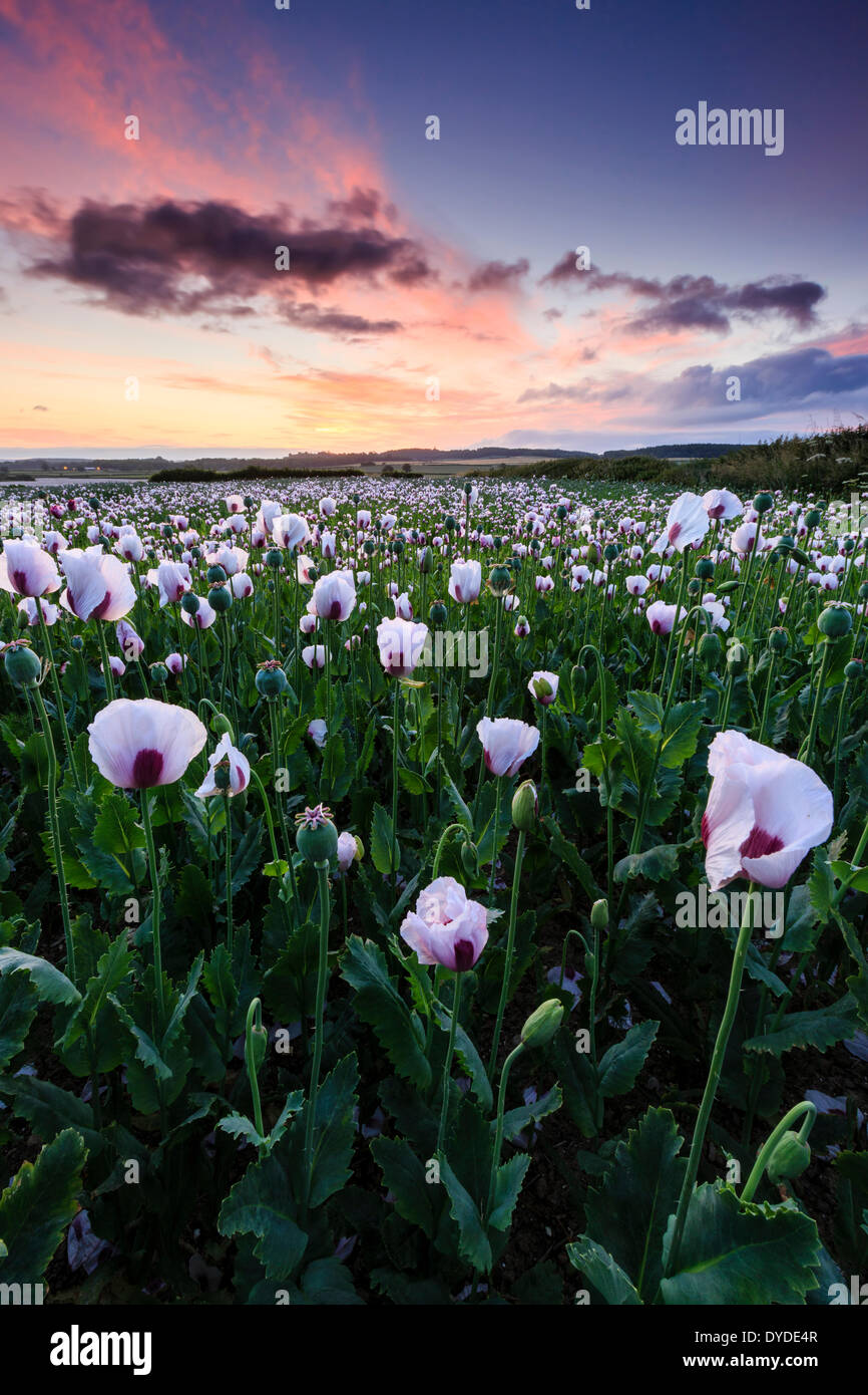 Sunrise over a field of opium poppies near Morden. Stock Photo