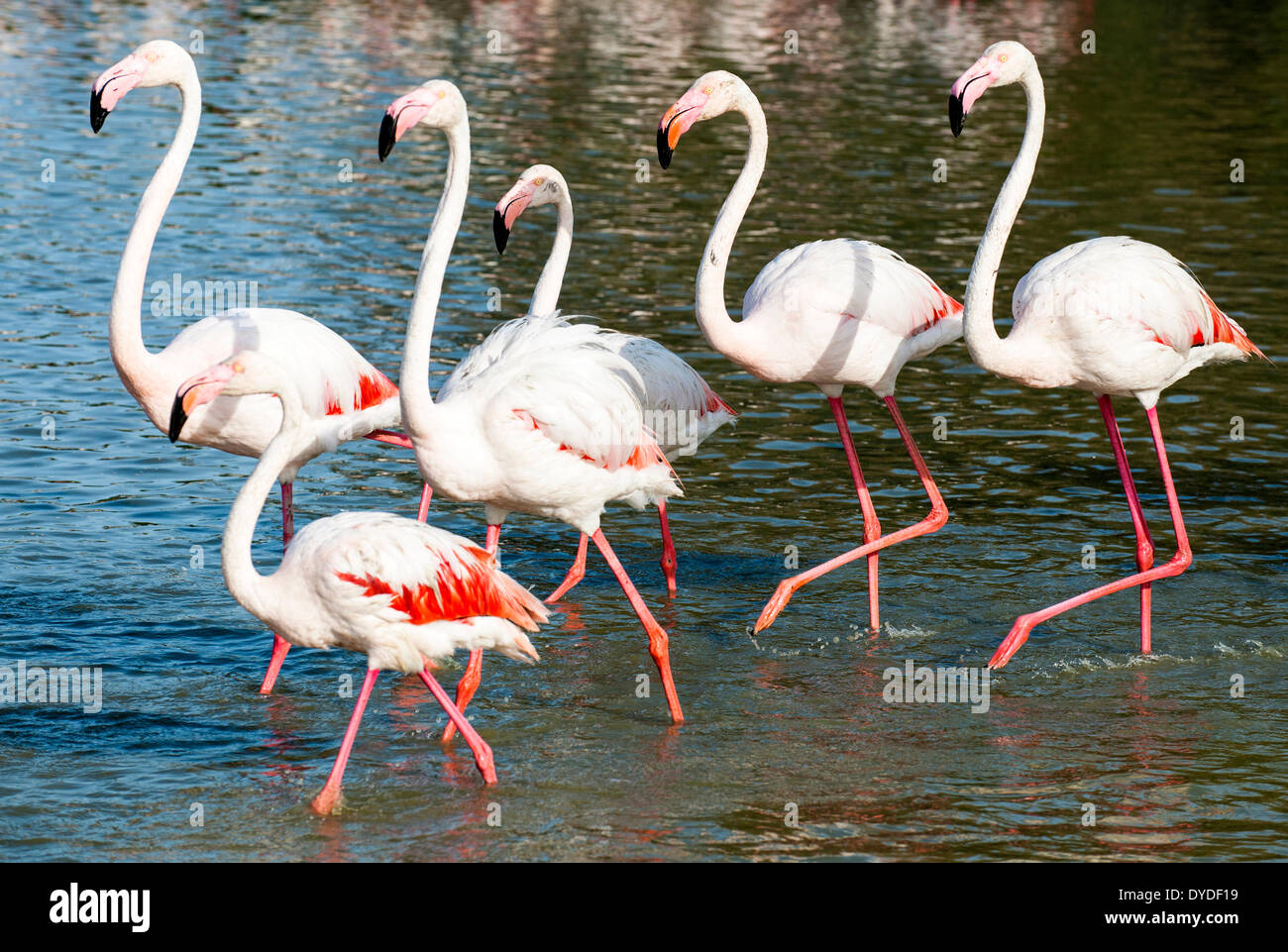 Flamingo colony. Stock Photo