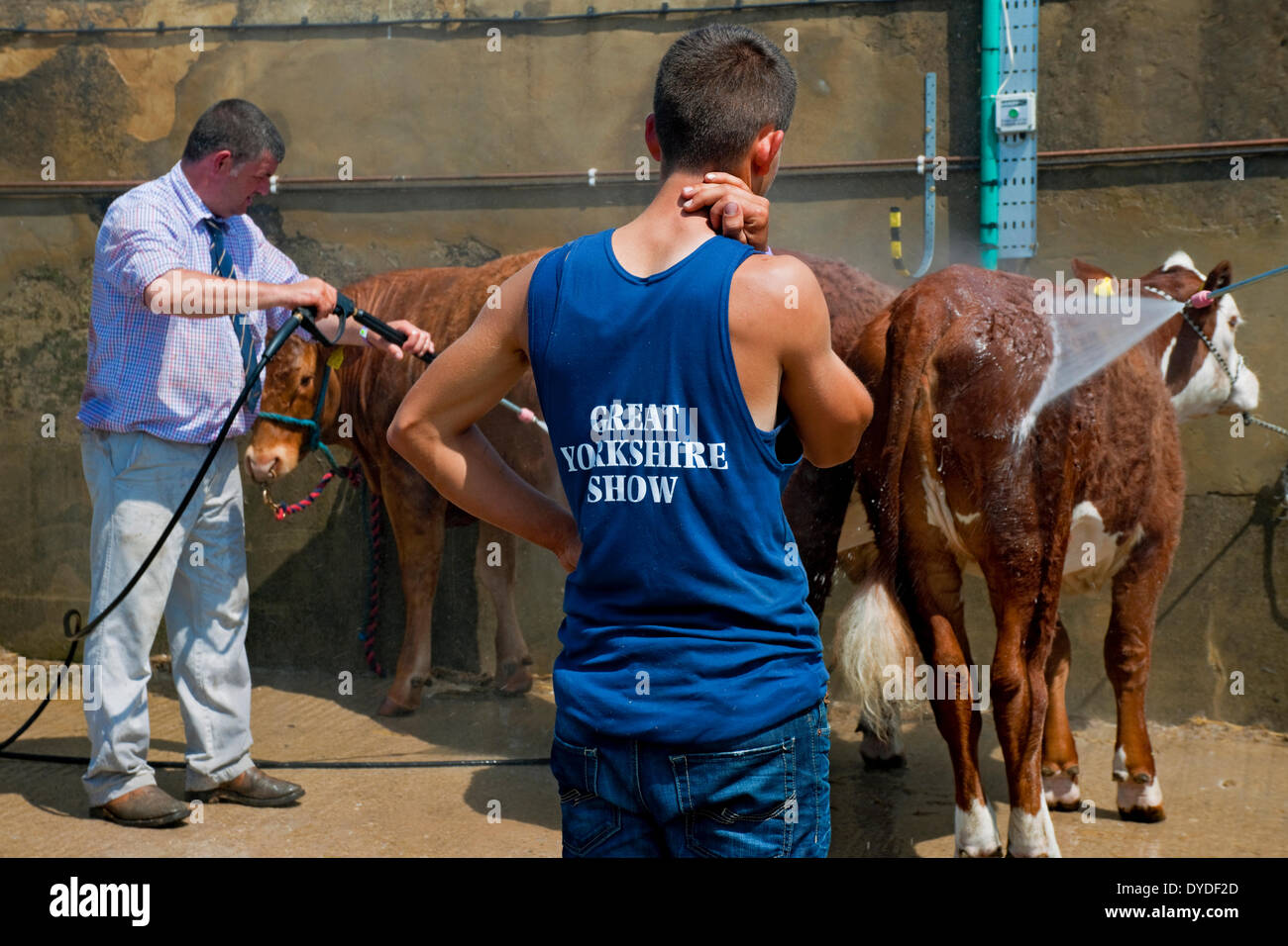 Man watching cattle being pressure washed at the Great Yorkshire Show. Stock Photo
