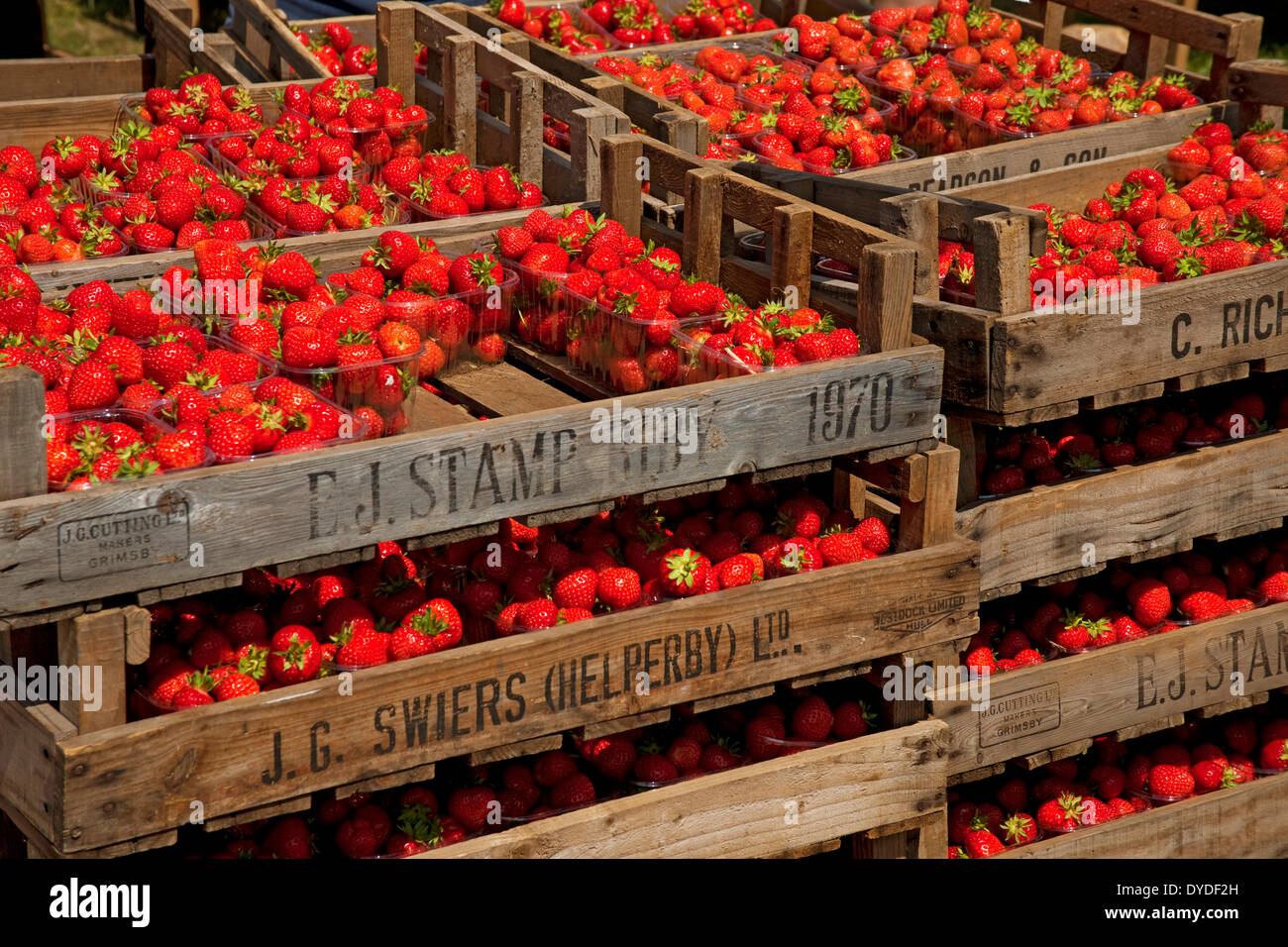 Crates of fresh British strawberries for sale. Stock Photo