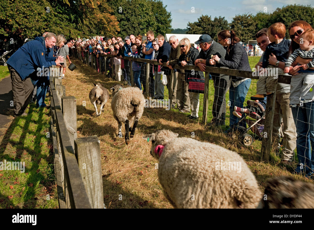 Sheep racing at the annual Masham Sheep Fair. Stock Photo