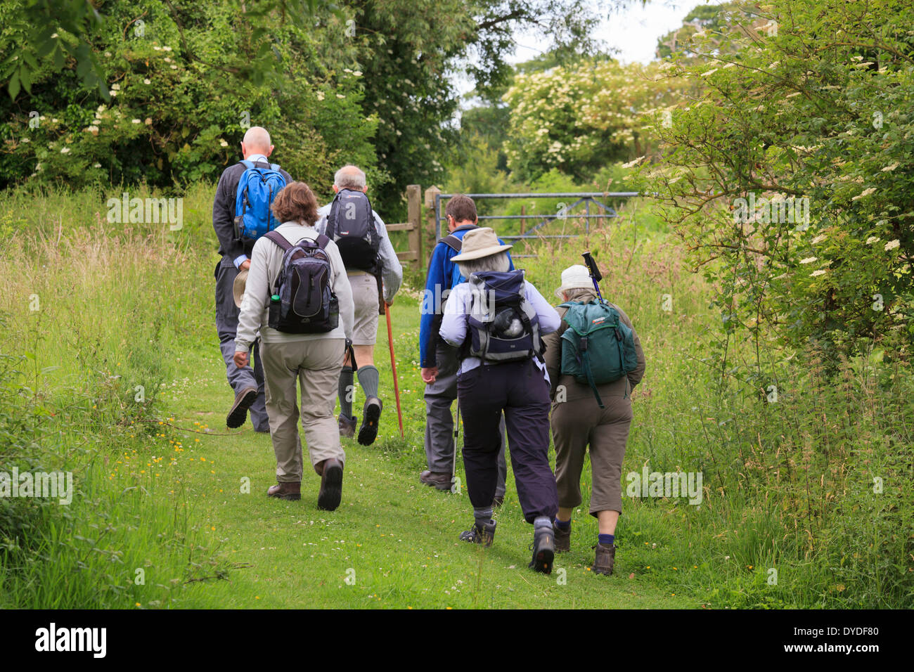 Group of six late middle aged walkers with day rucksacks on field path towards gate. Stock Photo