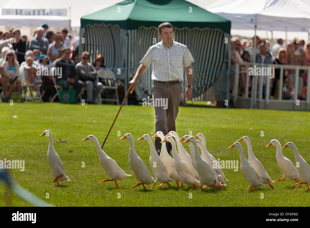 Sheepdog trial demonstration at country fair using indian runner ducks. Stock Photo