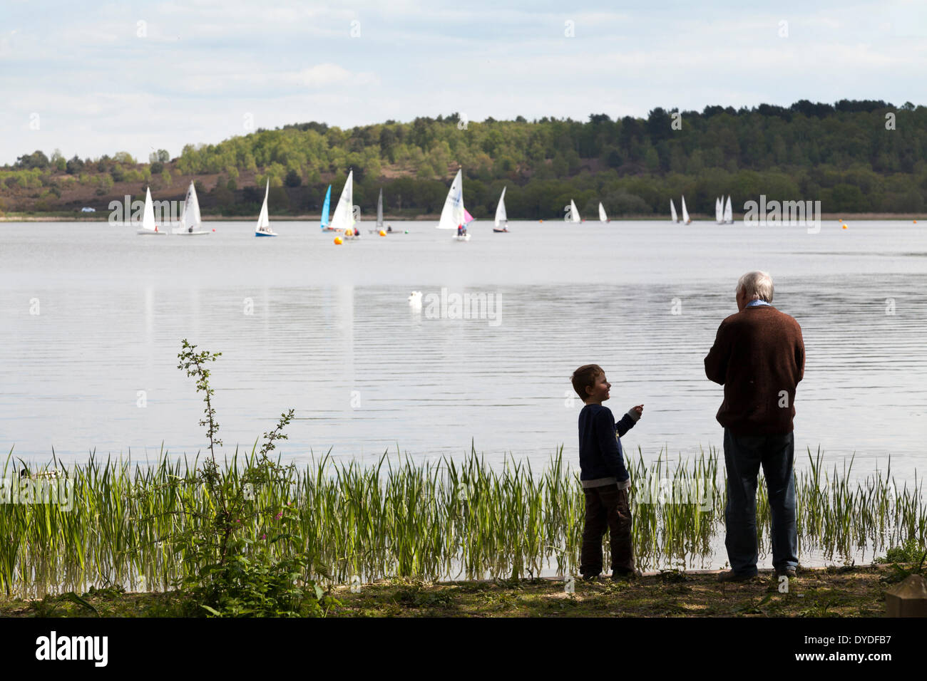 Grandfather and grandson feeding ducks at Frensham Pond with sail boats on lake. Stock Photo