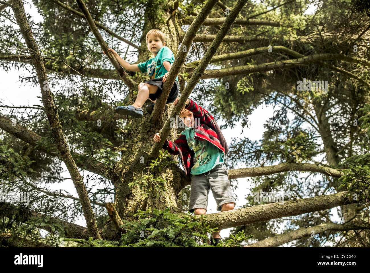 Two brothers climb trees in the forest. Stock Photo