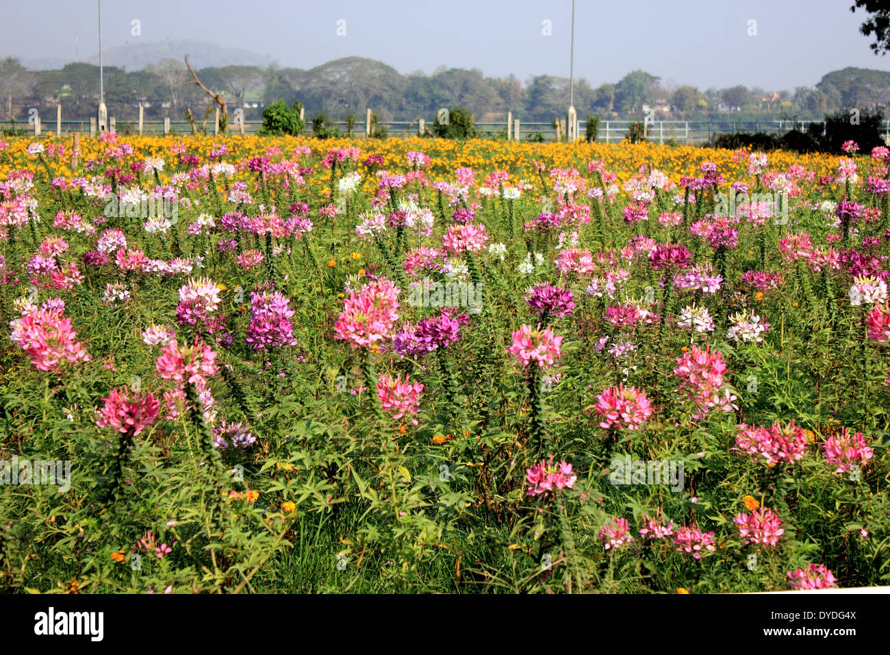 Wide field beautiful flower hi-res stock photography and images - Alamy