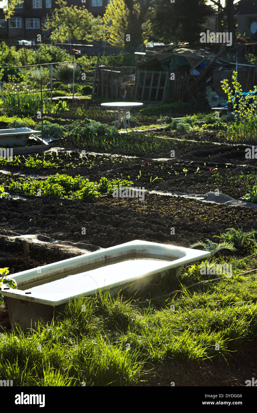 North London allotments in Carter Hatch Lane, in the London Borough of Enfield, England. Bath being reused as a water container. Stock Photo