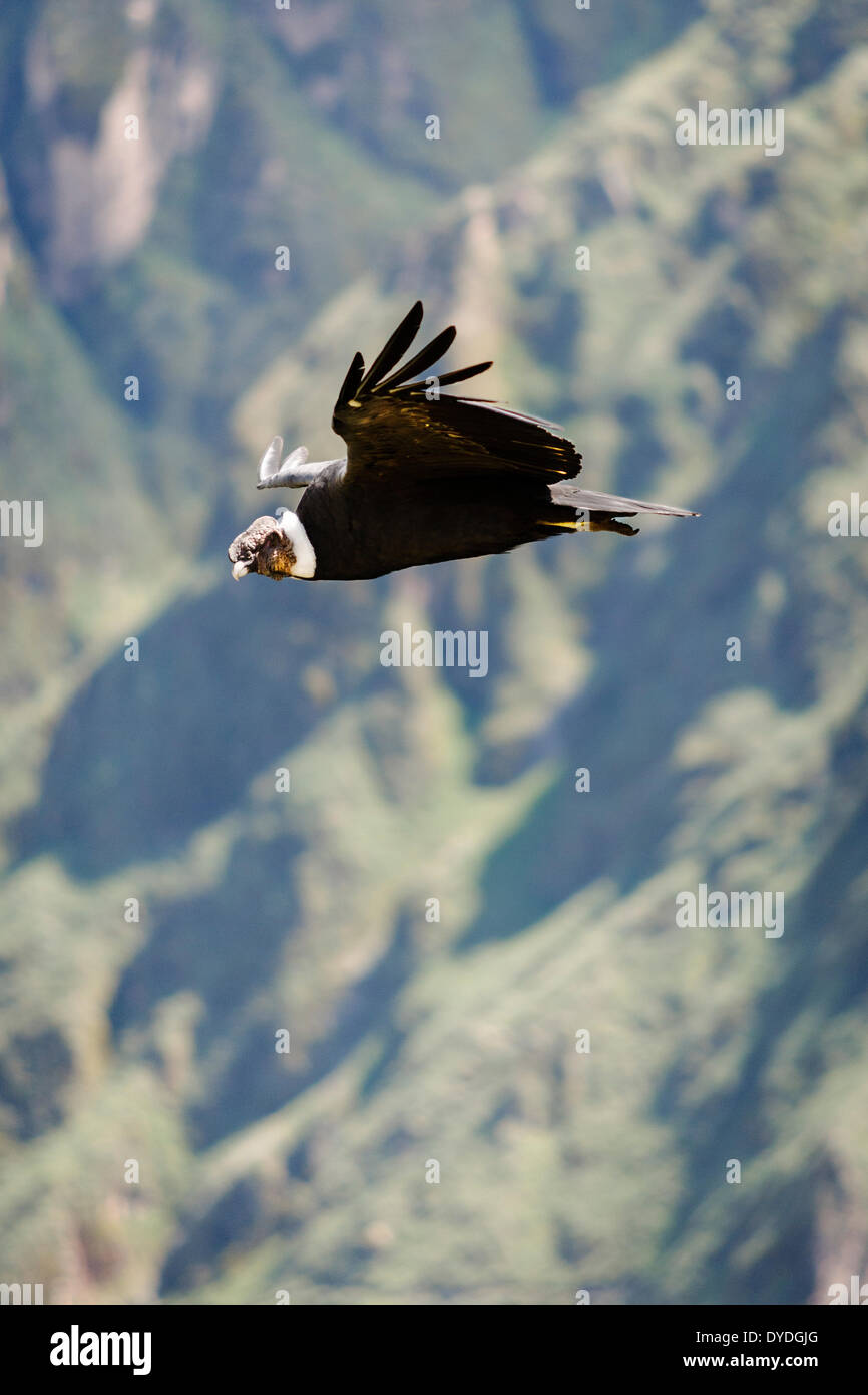 A condor gliding majestically by Mirador Cruz del Condor in Colca Canyon north of Arequipa. Stock Photo