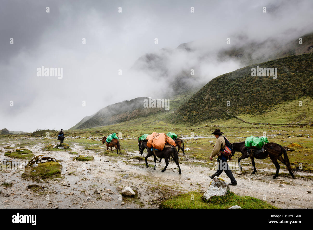 Local horsemen with their mules in the Cuzco Region of Peru. Stock Photo