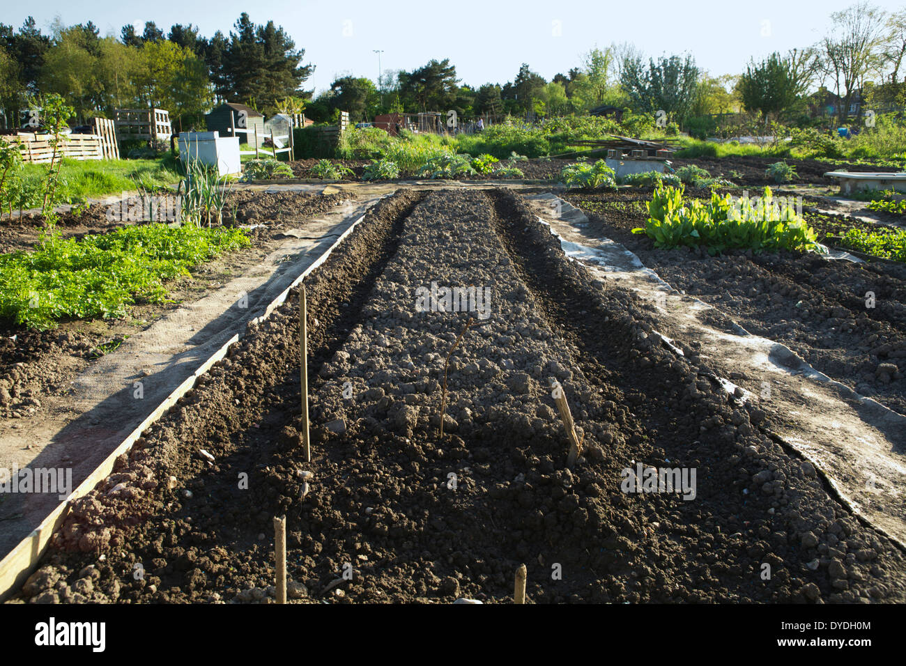 North London allotments in Carter Hatch Lane, in the London Borough of Enfield, England, UK. Preparing the soil for planting. Stock Photo