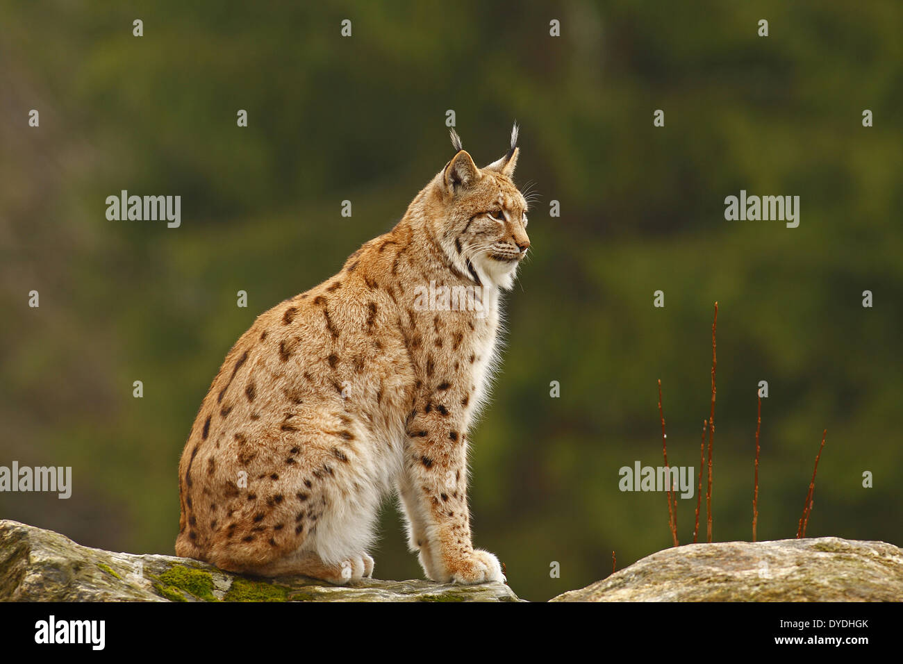 European, fauna, Feloidea, catlike, land vertebrate, lynx, lynxes, lynx lynx, Mammalia, nature, predator, mammal Stock Photo