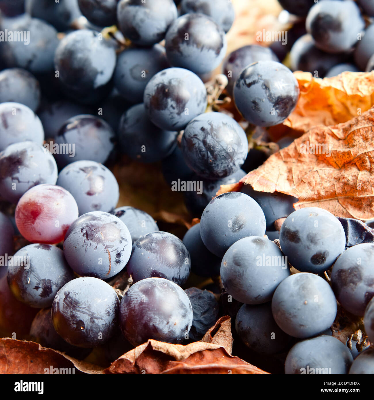 New crop of grapes for wine manufacture Stock Photo Alamy