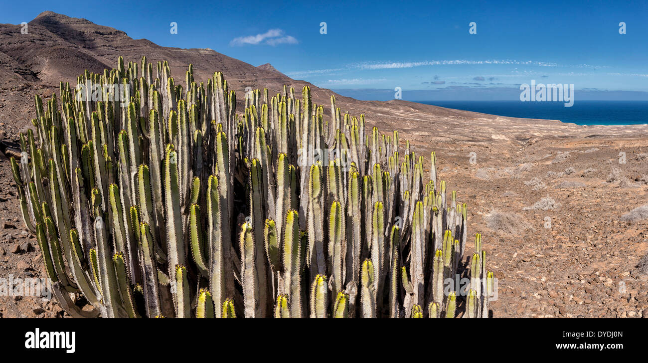 Spain Europe Fuerteventura Canary Islands Morro Jable Carretera Cofete park Parque Natural Jandia landscape summer hills cactus Stock Photo
