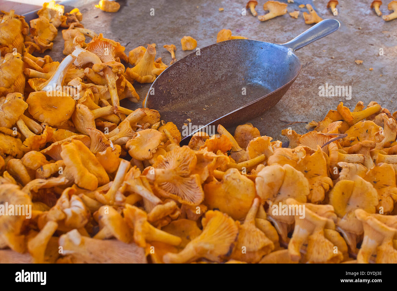 Austria, Salzburg, market, mushrooms, eating, Food, chanterelles, Stock Photo