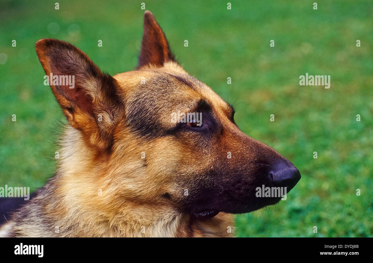 Animal, animals, fauna, animal world, Canidae, dog, sheepdog, portrait, domestic animal, pet, Stock Photo