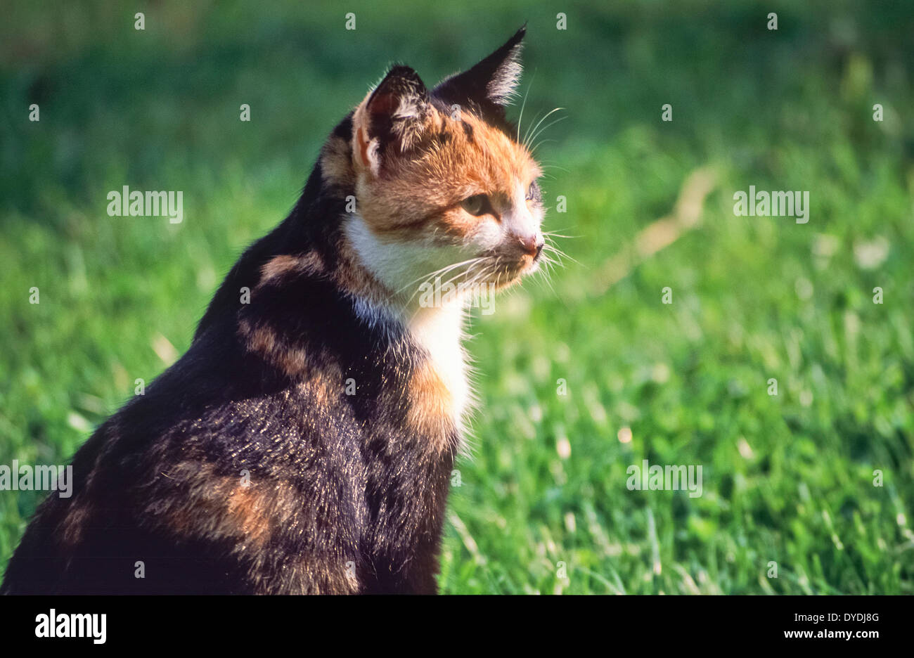 Animal, animals, fauna, animal world, cat, house cat, tomcat, hangover, Felis silvestris catus Stock Photo