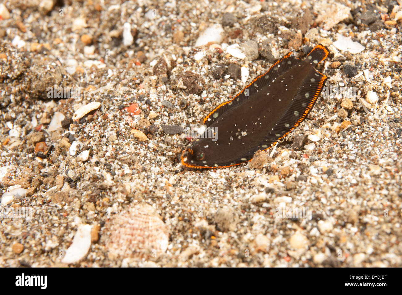 Juvenile Sole (Soleichthys sp.) crawling along a sandy bottom in the Lembeh Strait off North