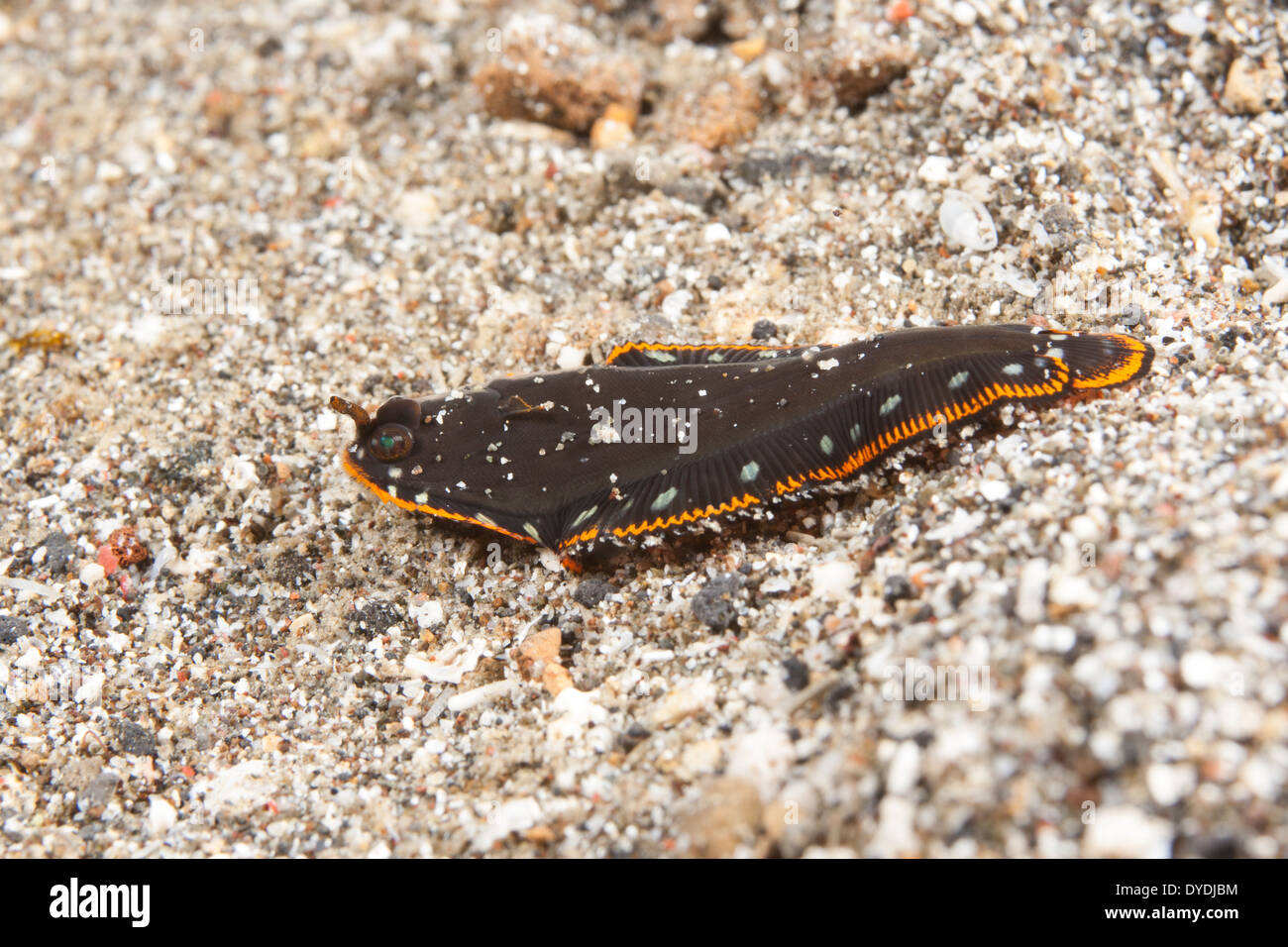 Sole fish of indonesia hires stock photography and images Alamy