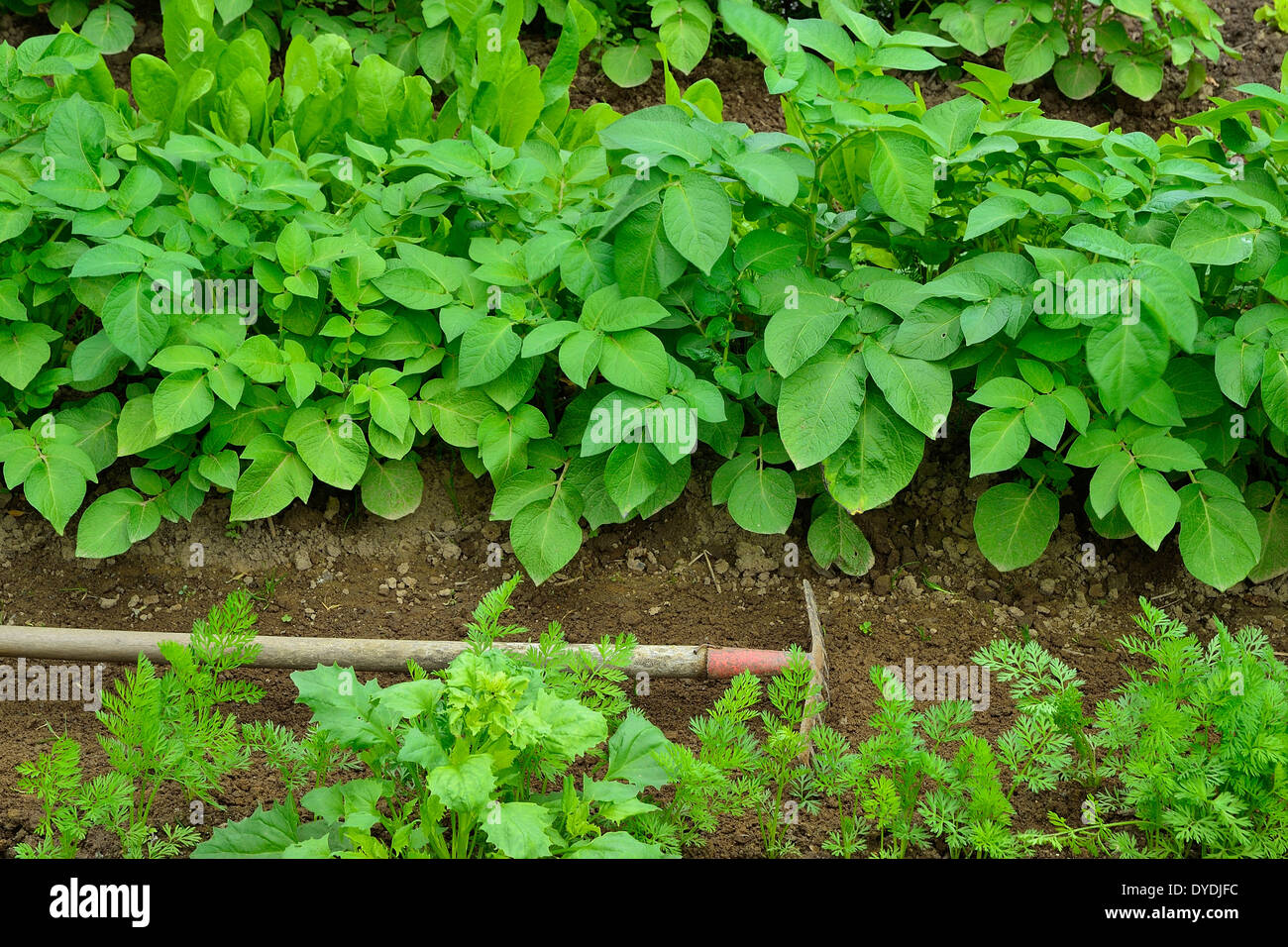 Row of potatoes in a garden in june. Stock Photo