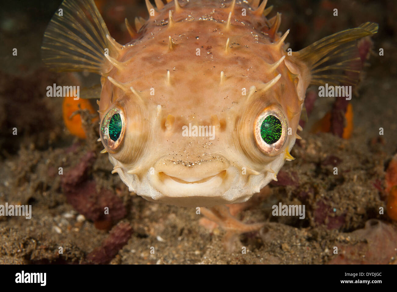 Orbicular Burrfish (Cyclichthys orbicularis) in the Lembeh Strait off North Sulawesi, Indonesia. Stock Photo
