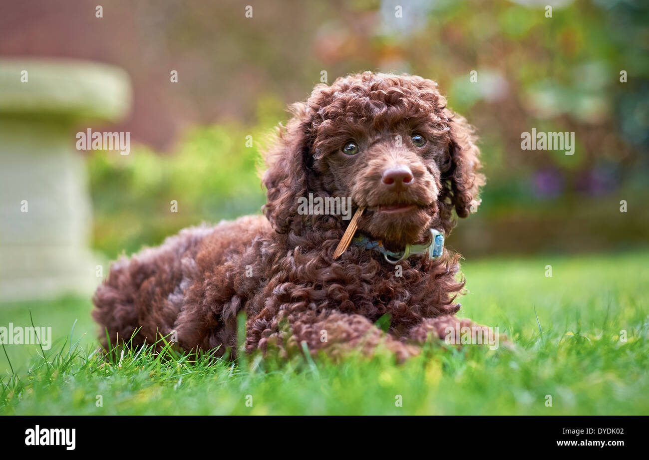 A miniature poodle puppy lying on the grass in the garden chewing a stick. Stock Photo