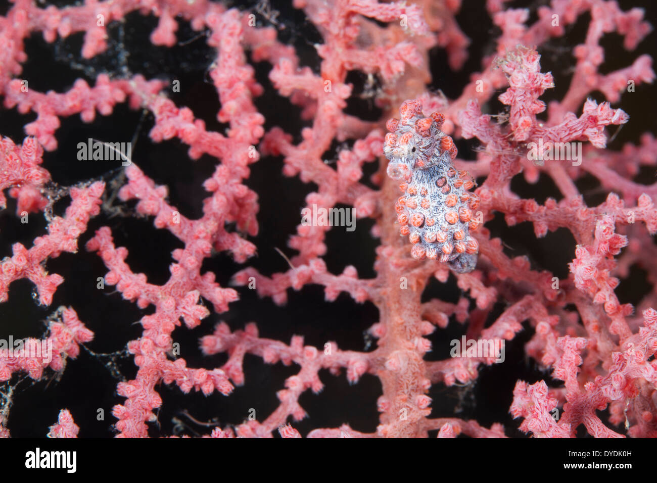 Bargibant's Pygmy Seahorse (Hippocampus bargibanti) on a Gorgonian Sea Fan (Muricella sp.) in the Lembeh Strait Stock Photo