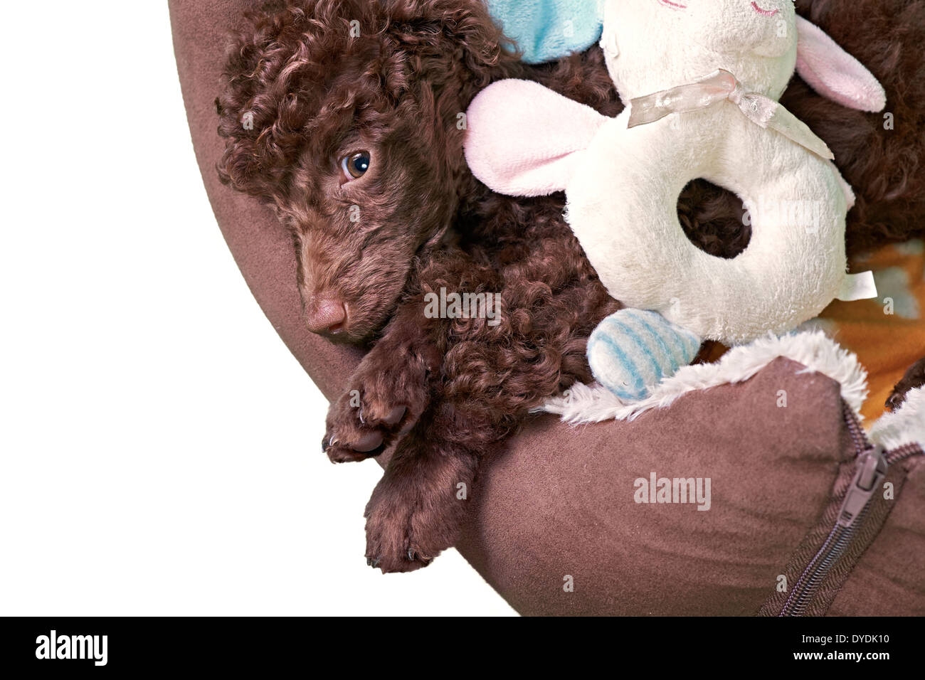 A miniature poodle puppy lying in his soft bed on a white background